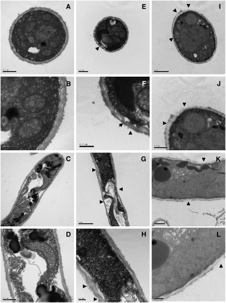 Figure 11.