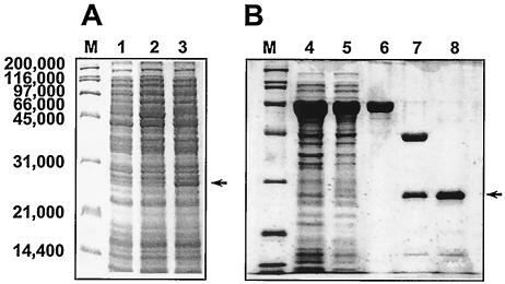 FIG. 6.