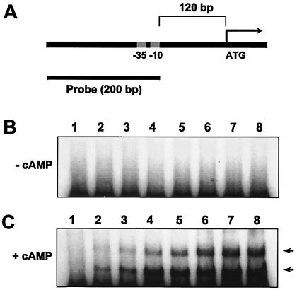 FIG. 7.