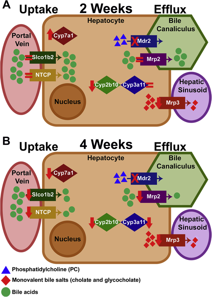 Supplemental Figure S4