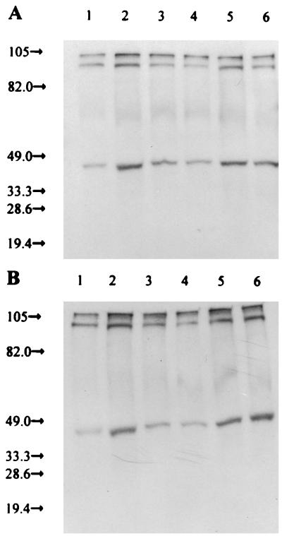 FIG. 5