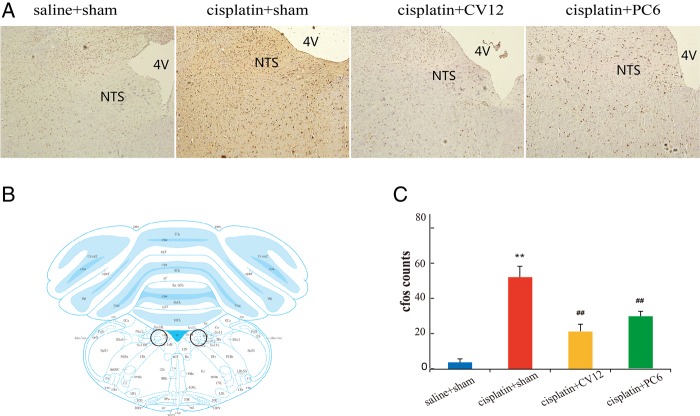 Figure 4