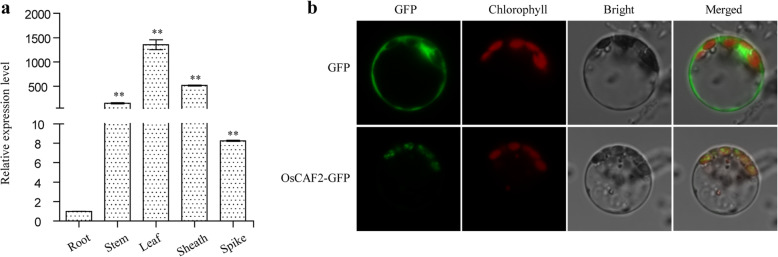 Fig. 4