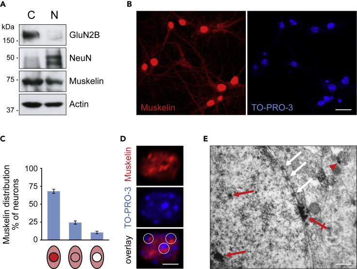 Figure 2