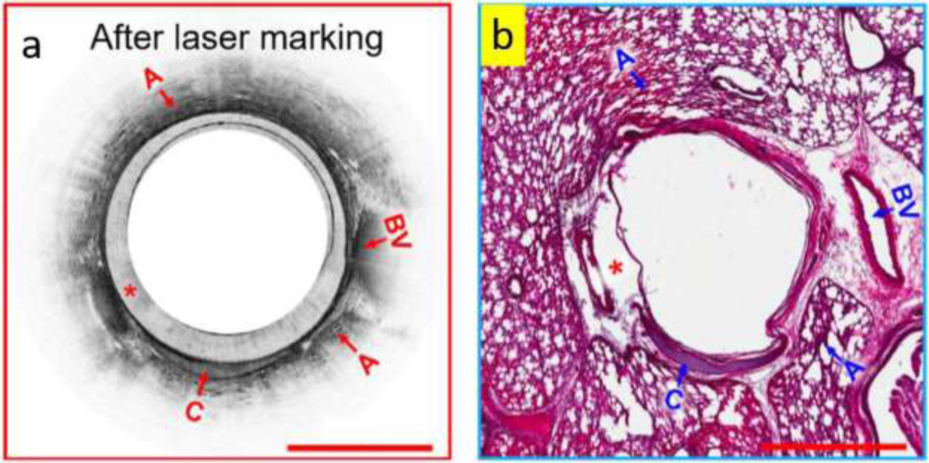 Figure 2: