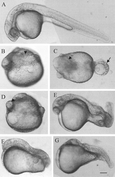 FIG. 7