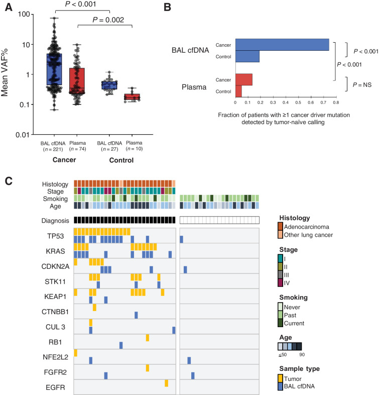 Figure 3. Tumor mutation profiling of BAL fluid in at risk controls identifies field cancerization. A, Mean VAF% (y-axis, log10 scale) for mutations detected in lung cancer patients compared with risk-matched controls for BAL cfDNA (P < 0.001) and plasma cfDNA (P = 0.002) by the tumor-naïve calling approach (Supplementary Table S8). Box plots depict median values, 25% to 75% IQR, and minimal and maximal values. The number of variants represented in the scatter plots are denoted in the x-axis labels. Blue, BAL cfDNA. Red, Plasma. P values are displayed above the plot. B, Fraction of patients with cancer and controls with driver mutations detected in BAL (blue) or plasma cfDNA (red). NS, not significant. C, Oncoprint of lung cancer driver genes in 27 lung cancer cases and 21 risk-matched controls for BAL cfDNA profiles (Supplementary Table S8). Tumor DNA results are shown for patients with cancer. Each column denotes 1 patient and each row a driver mutation. For mutations found in tumors, BAL cfDNA mutations are only shown if they are identical. Clinical characteristics [tumor histology, tumor stage according to American Joint Committee on Cancer (AJCC) VIII guidelines, smoking status, and age in years] are displayed. NSCLC, non–small cell lung cancer.