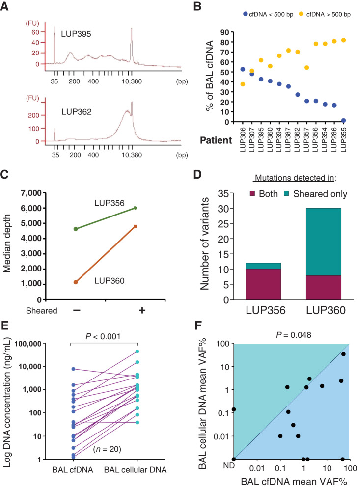 Figure 1. Characteristics of BAL DNA from lung cancer. A, cfDNA fragment size distribution for two representative BAL cfDNA samples. FU, fluorescence units. B, DNA fragment size for BAL cfDNA stratified by a 500-bp threshold (orange > 500 bp, blue < 500 bp) for n = 12 patients (x-axis). C, Median sequencing depth obtained from BAL cfDNA samples with and without shearing. D, Number of mutations detected in both sheared and unsheared samples or in sheared samples alone for the two patients from (C). A total of 42 mutations were detected in sheared samples versus 18 in unsheared (P < 0.001). E, BAL DNA concentrations in 20 patients with lung cancer for BAL cfDNA and BAL cellular DNA. F, Comparison of mean VAF% for BAL cfDNA and BAL cellular DNA for 15 patients. ND, not detected. P is displayed above the plot.