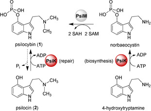 Scheme 1