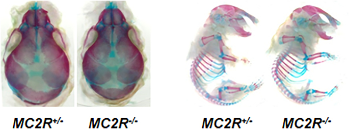 Fig. 2