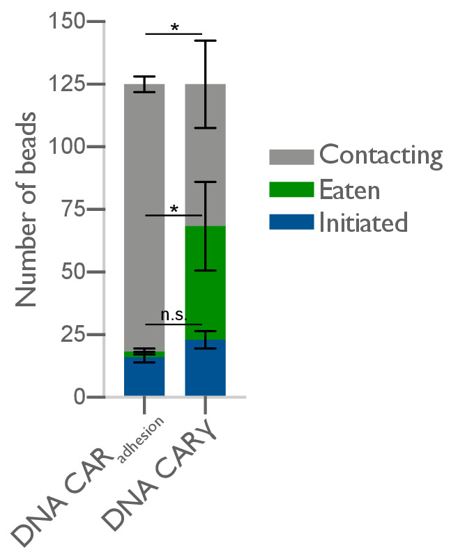 Figure 5—figure supplement 1.