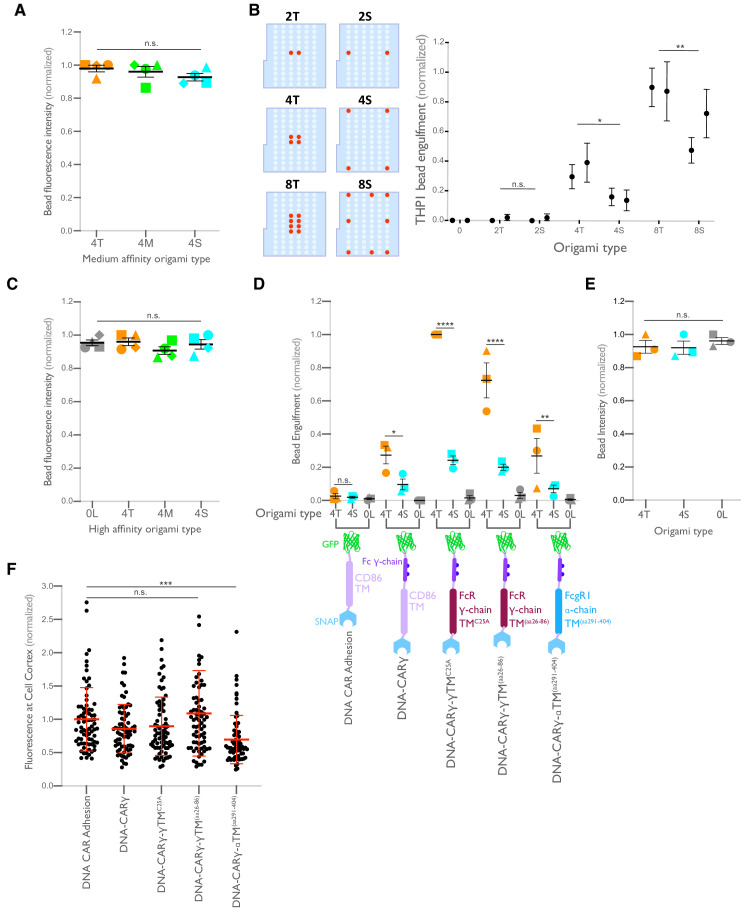 Figure 4—figure supplement 1.