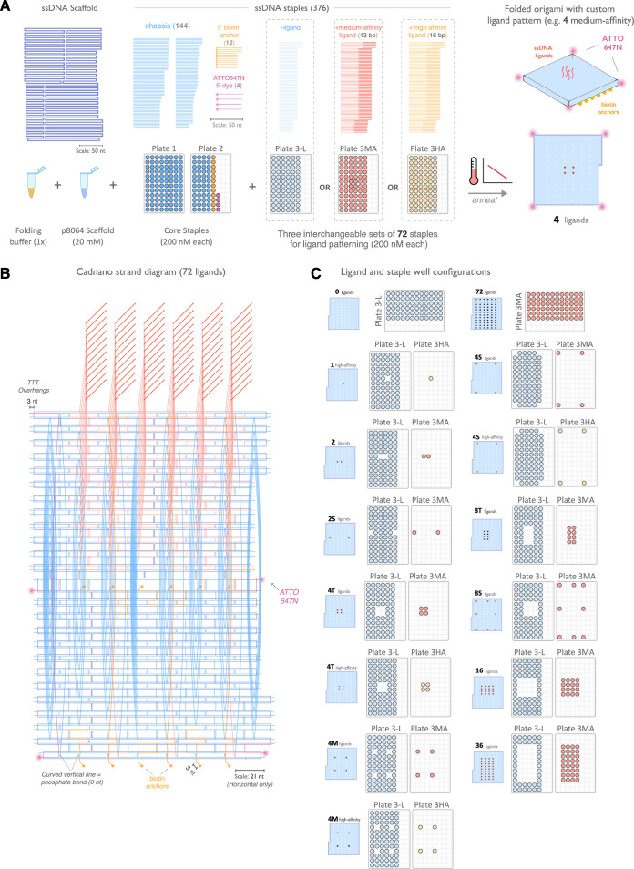 Figure 2—figure supplement 1.