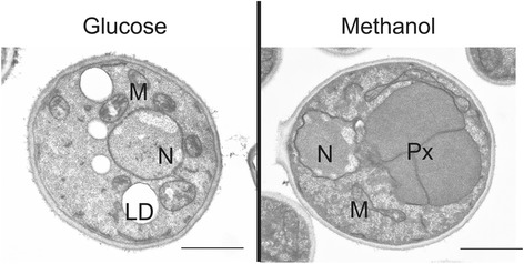 Fig. 8