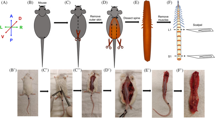 FIGURE 3