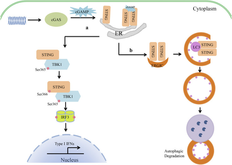 FIGURE 1