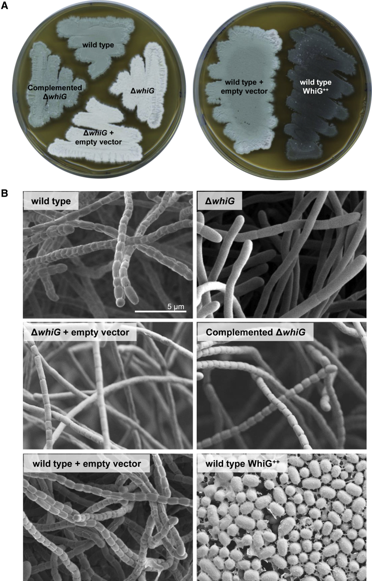 Figure 1