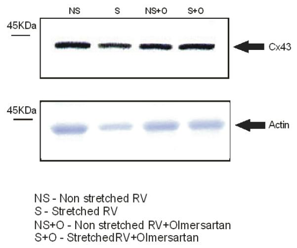 graphic file with name nihms-196373-f0001.jpg