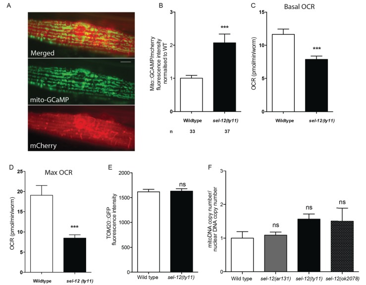 Figure 1—figure supplement 1.