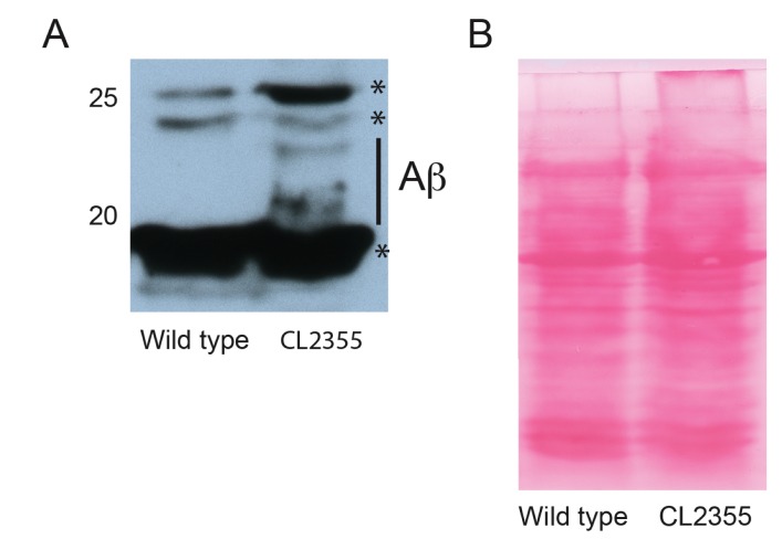 Figure 5—figure supplement 1.