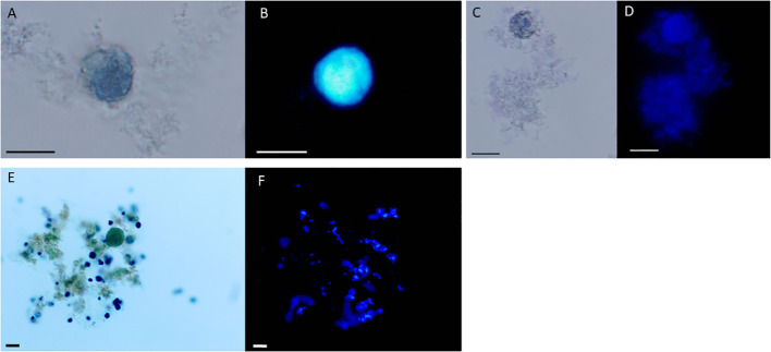 Figure 4