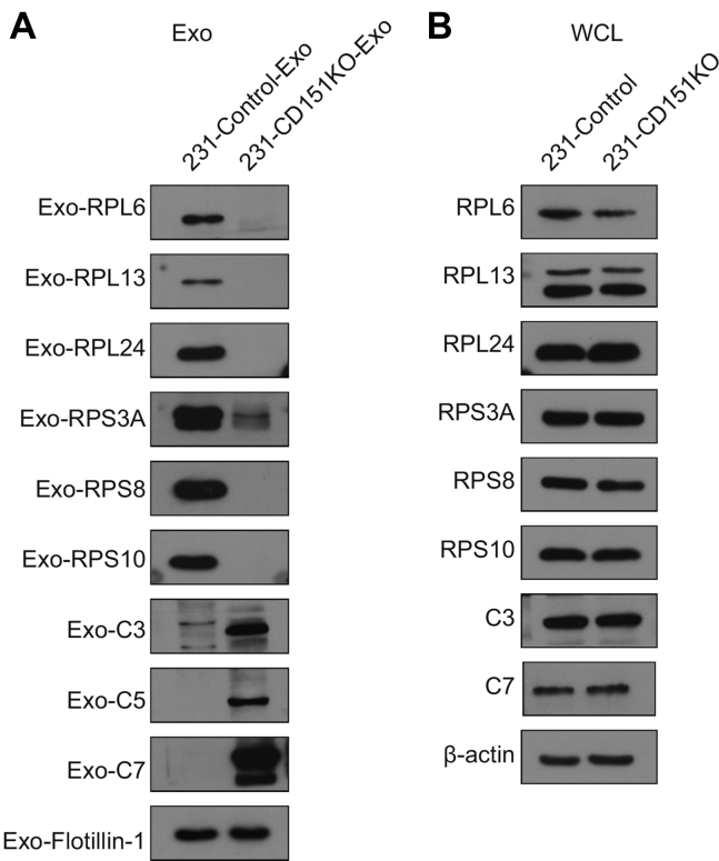 Fig. 11