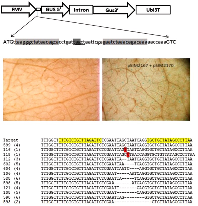 FIGURE 3