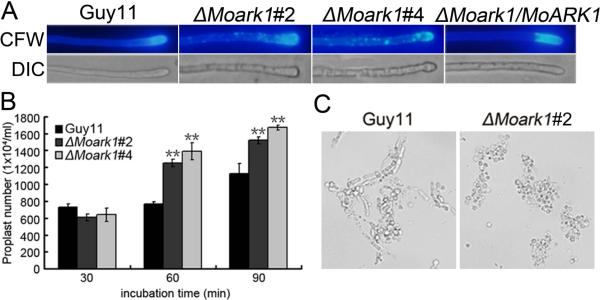 Figure 6