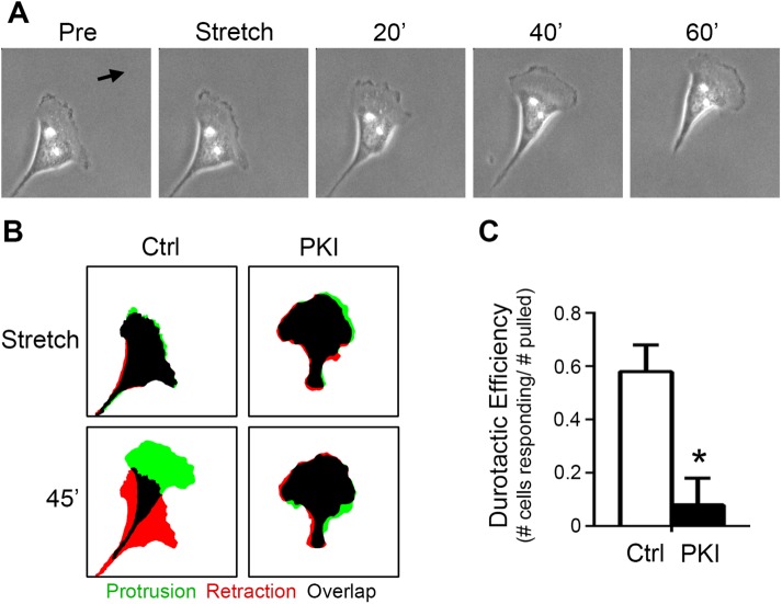 FIGURE 6: