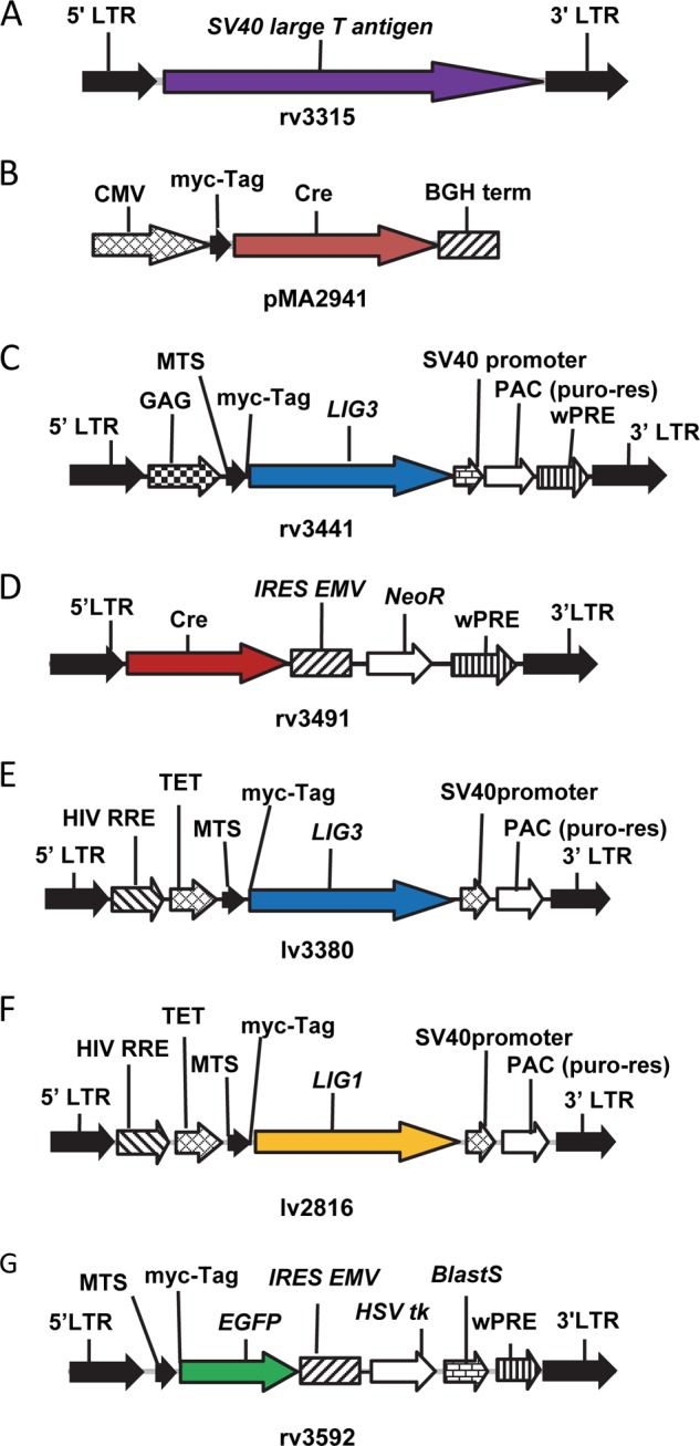 FIGURE 1.