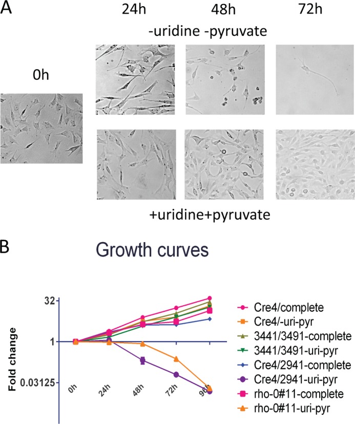 FIGURE 6.