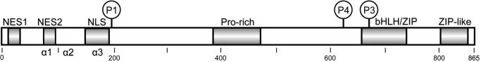 FIGURE 1.