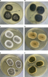 Fig 6