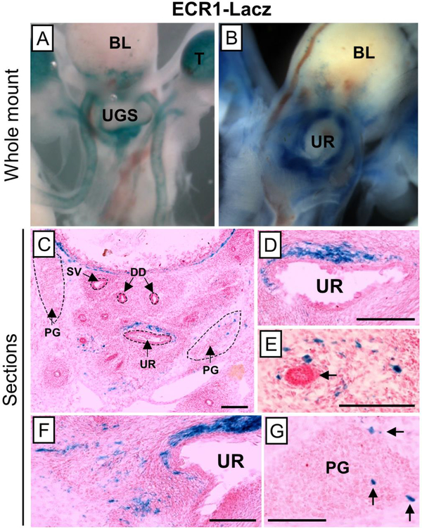 Fig. 7: