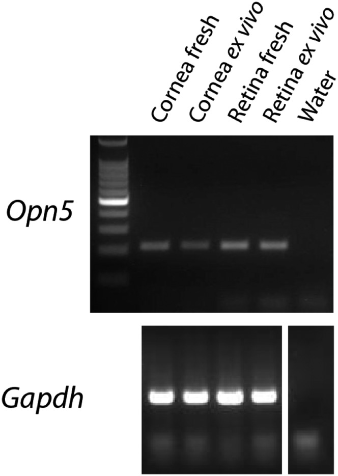 Fig. S4.