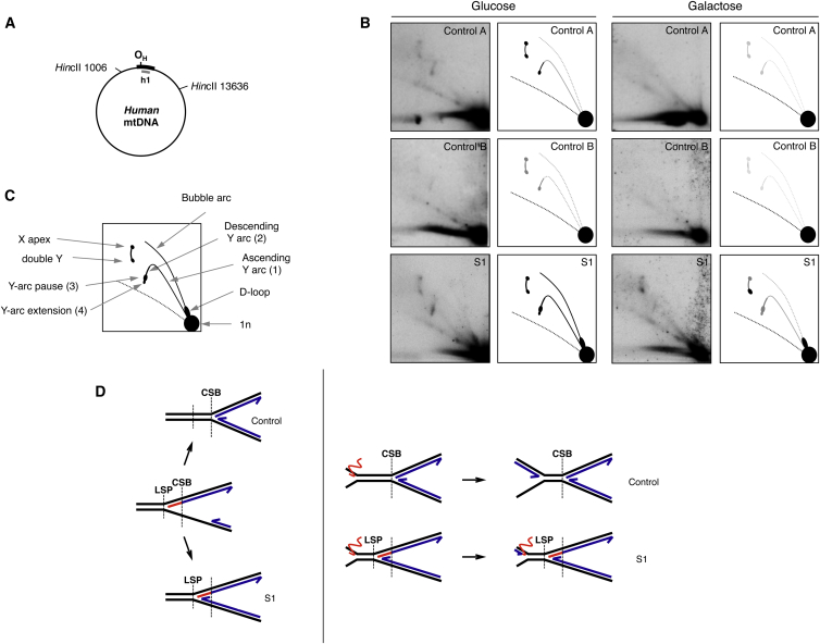 Figure 5