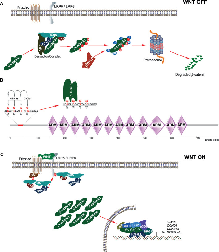 Figure 2