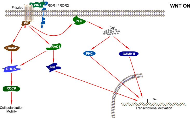 Figure 4