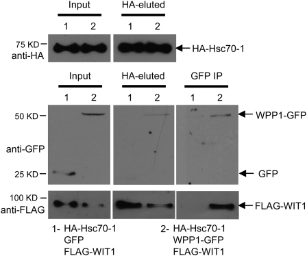 Figure 7.