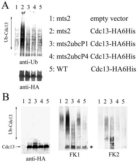 FIG. 7.