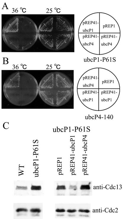 FIG. 5.