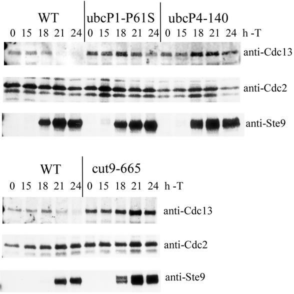 FIG. 6.