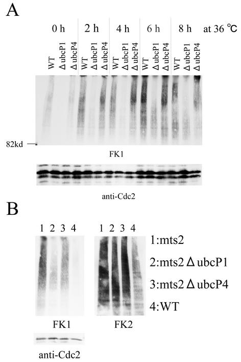 FIG. 8.