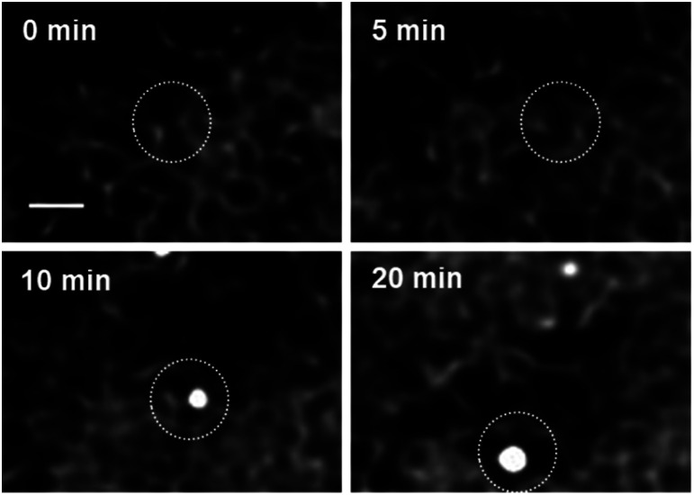 Fig. 11