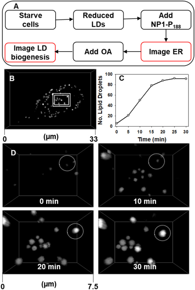 Fig. 10