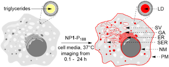 Fig. 4