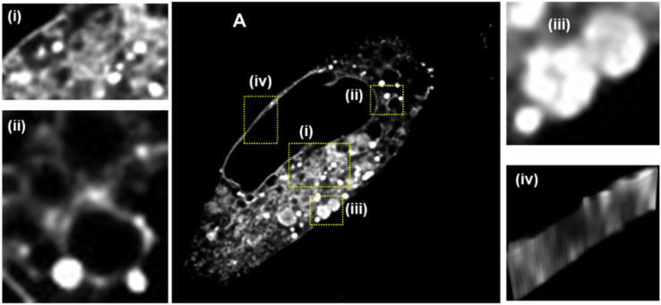 Fig. 9