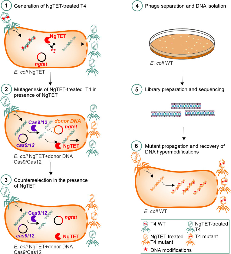 Fig 4