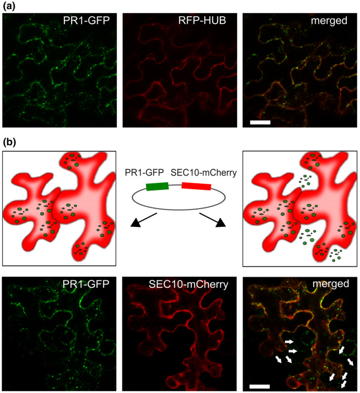 FIGURE 2