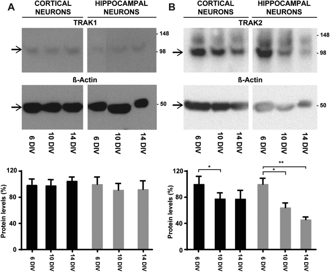 Fig. 6: